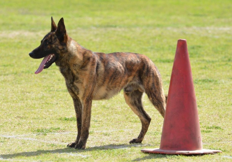 Бельгийская овчарка малинуа тигровая
