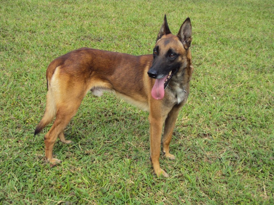 Американская овчарка малинуа