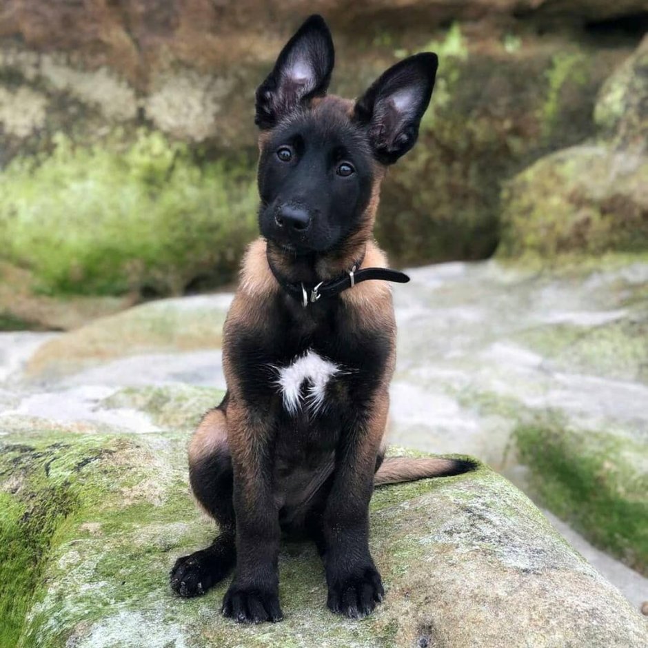 Бельгийская овчарка окрасы