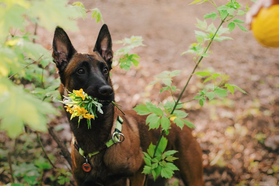 Малинуа Томми