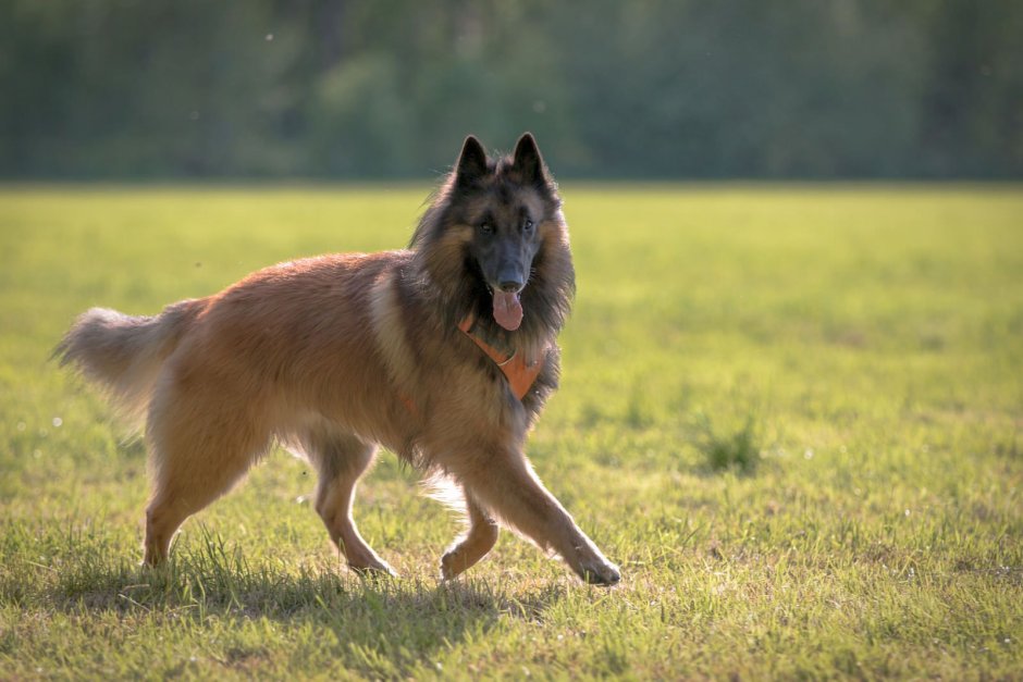 Бельгийская овчарка тервюрен грюнендаль малинуа