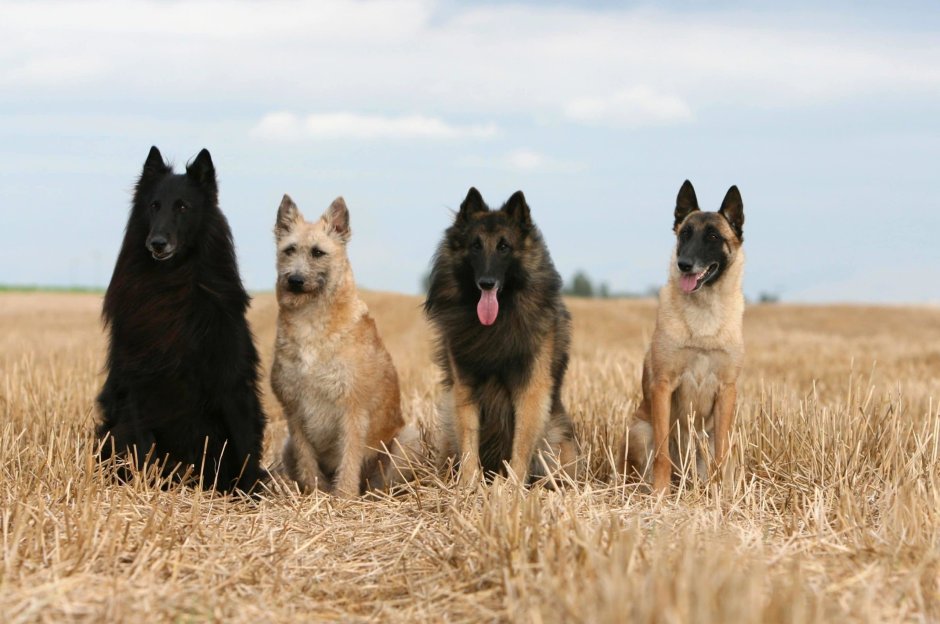 Бельгийская овчарка 4 вида