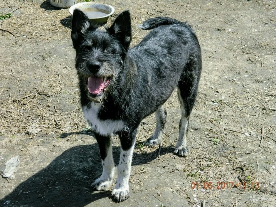 Бородатый колли Мориц