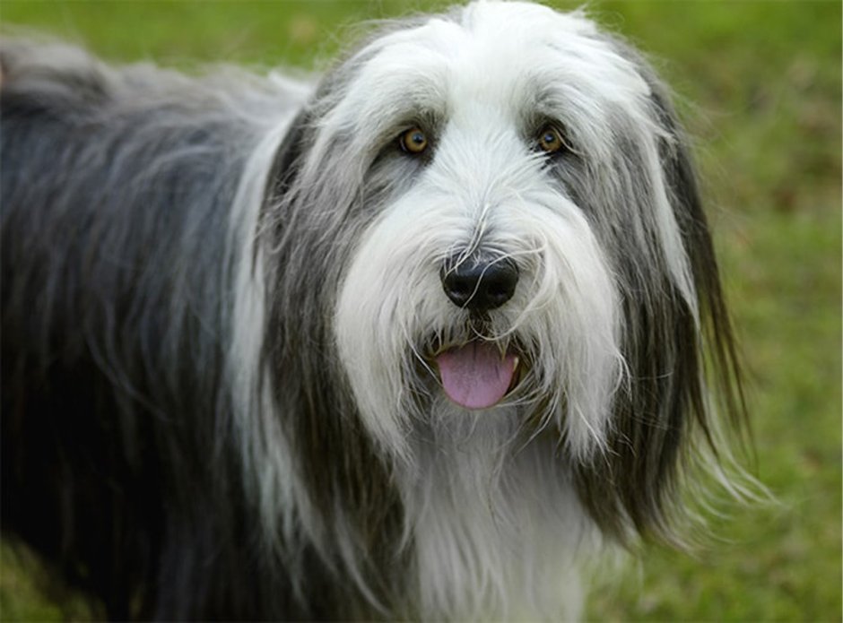 Scottish Terrier