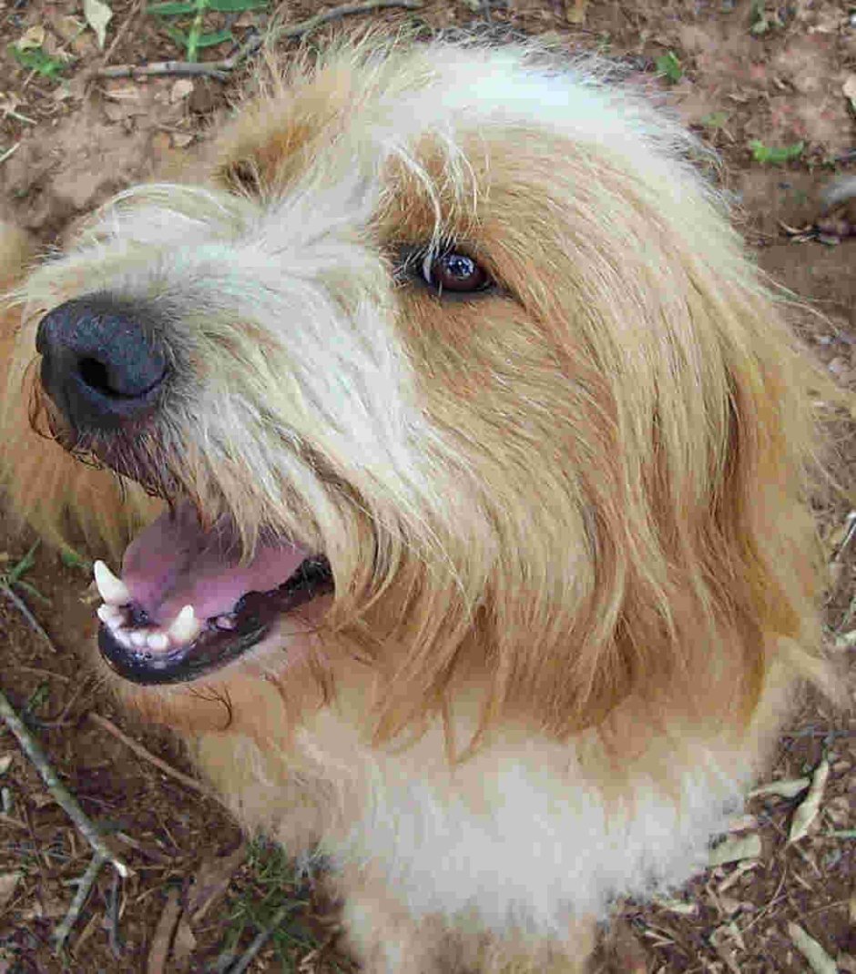 Sapsali Dog