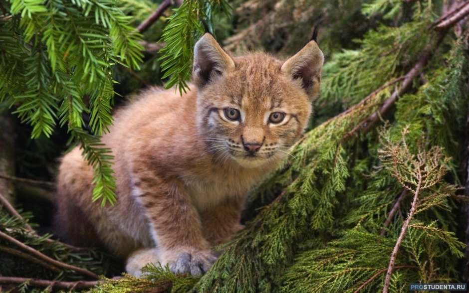 Рысь (Lynx Lynx) в дикой природе