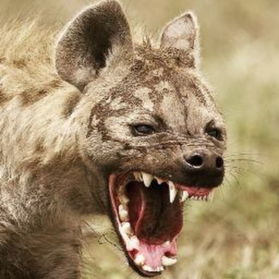 Животные Африки гиена