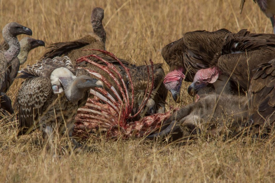 Белоголовый ястреб падальщик