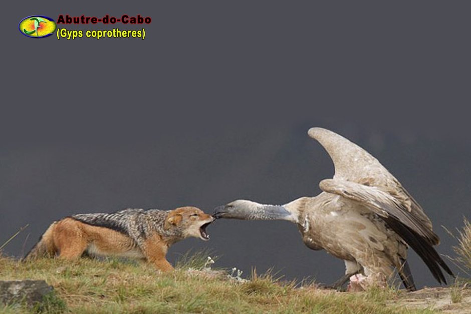 Грифы дерутся за добычу