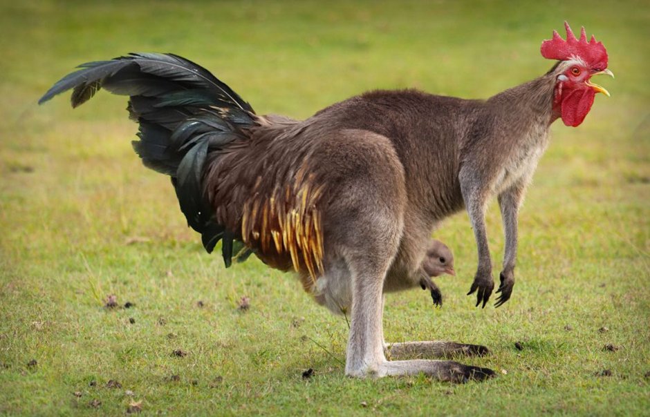 Падальщики птицы представители