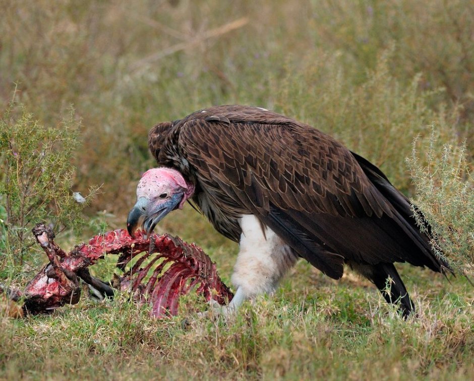 Скрещивание животных