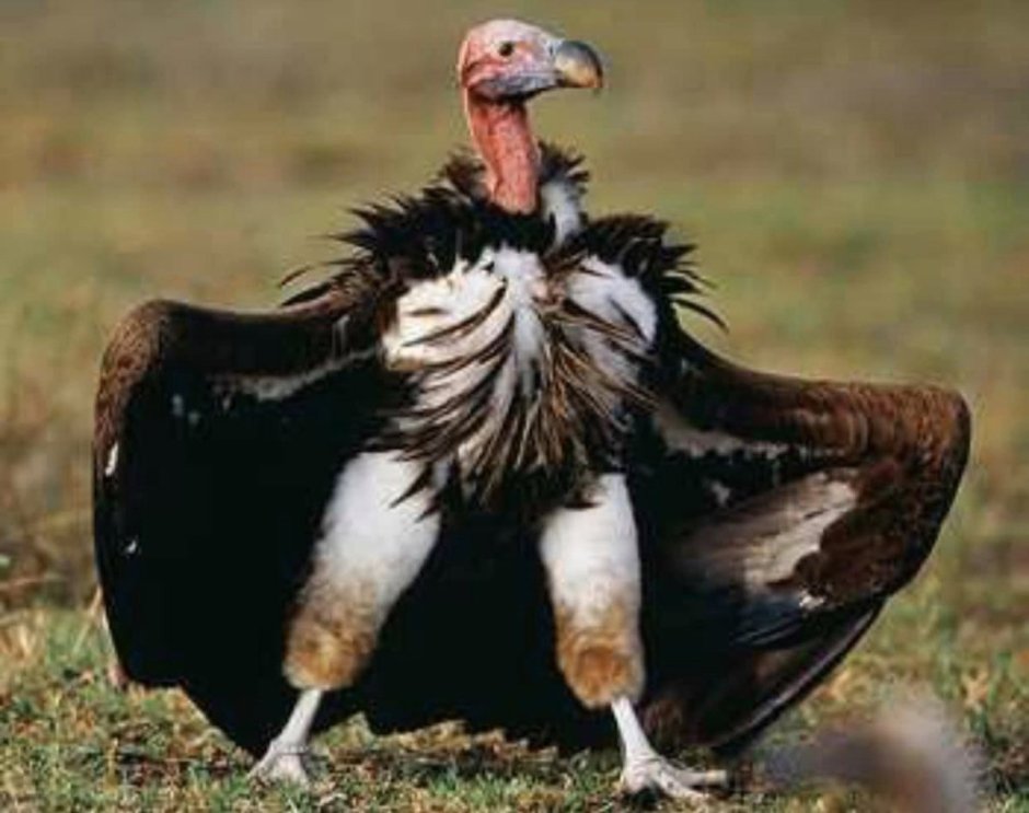 Пятнистая гиена crocuta crocuta