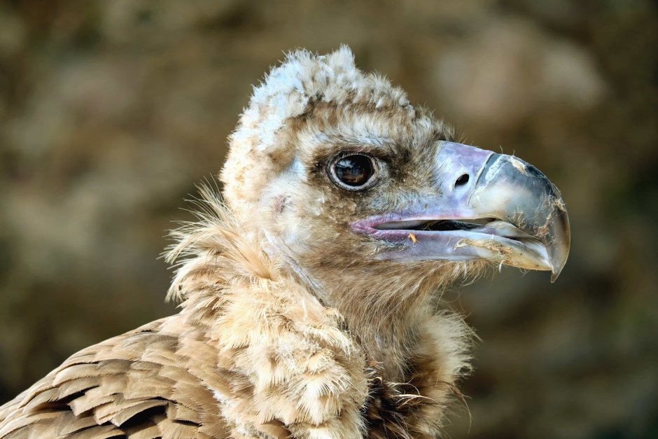 Птицы падальщики в Африке