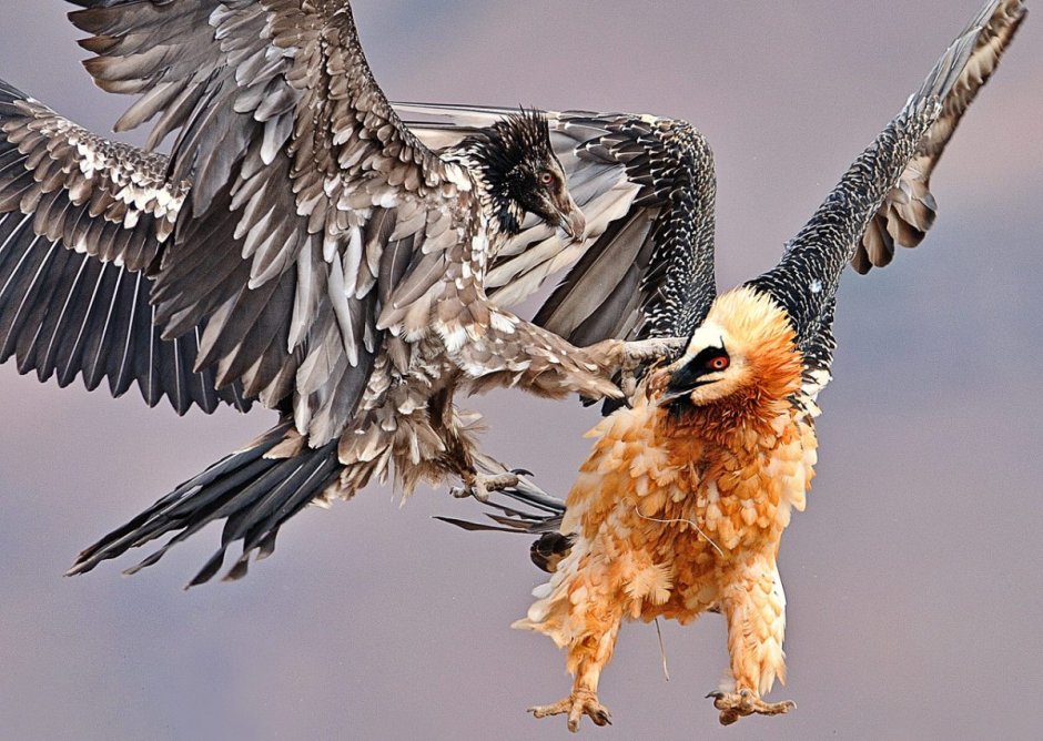 Черный гриф арт