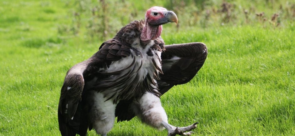 Падальщики размножение