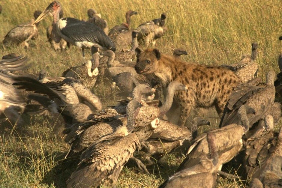 Орланы Бородач