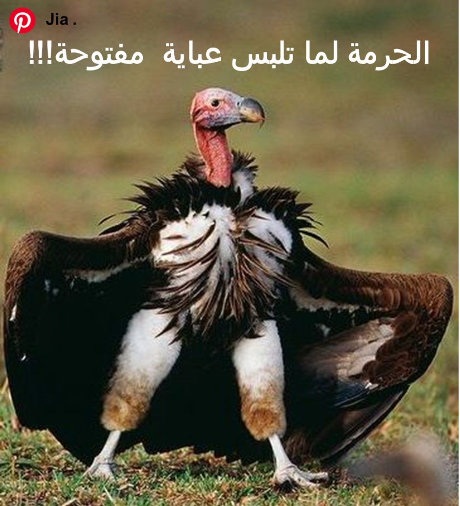 Птица пустыни падальщик