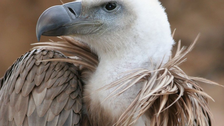 Вороны - Стервятники