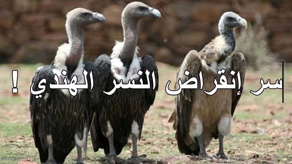 Детеныш гиены