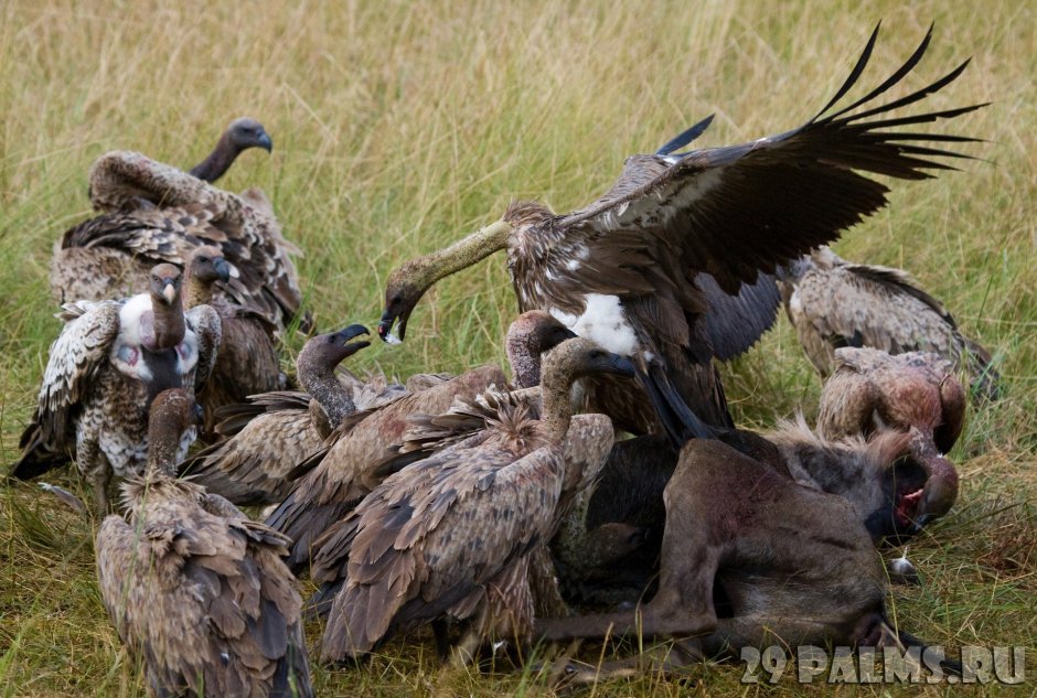 Гиена оскал