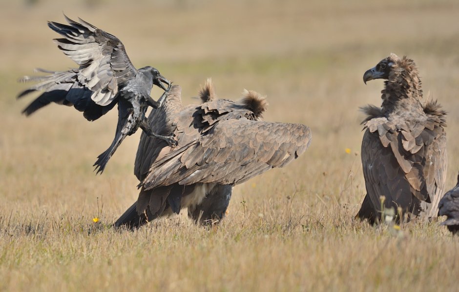 Аргентавис птица