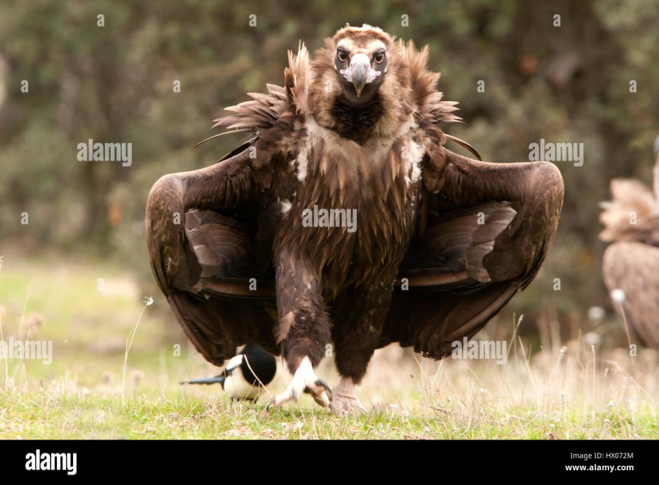 Падальщики в Африке