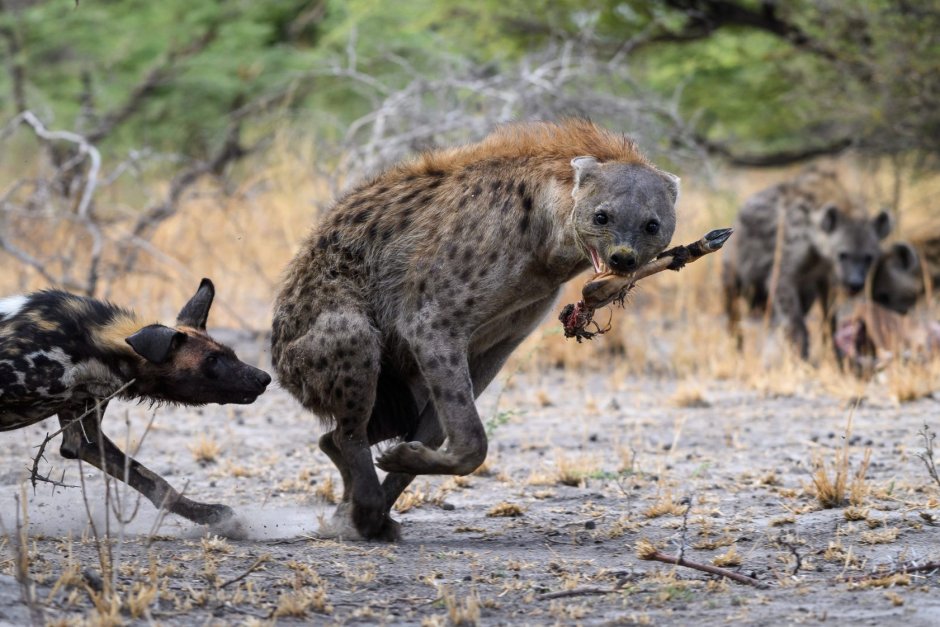 Национальный парк Чобе гиены