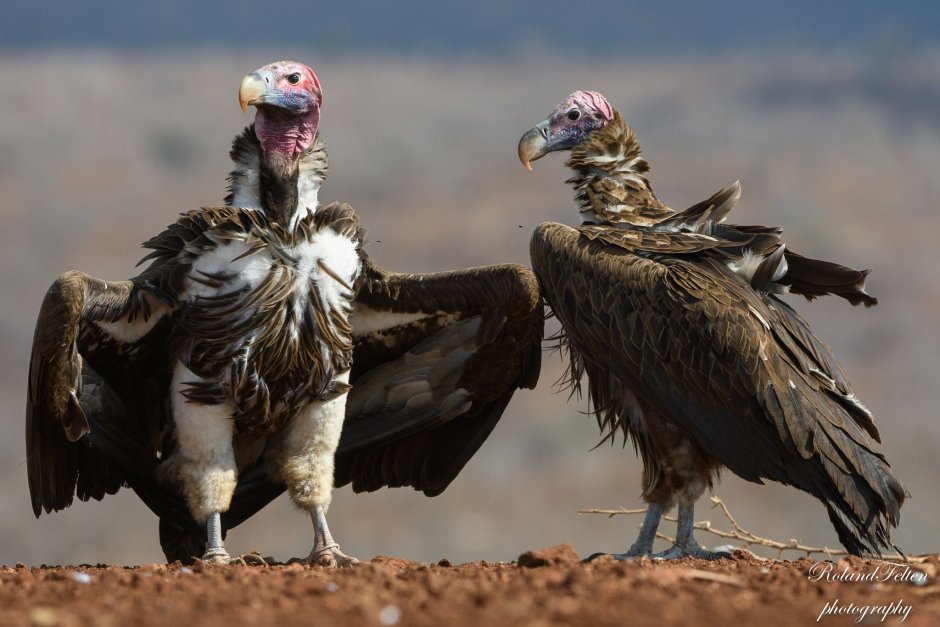 Птицы падальщики
