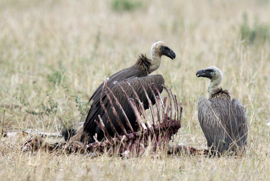 Африканский малыш и Стервятник