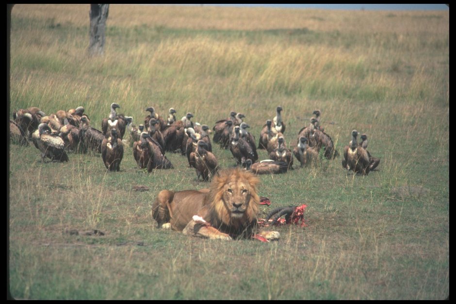 Птицы падальщики с добычей