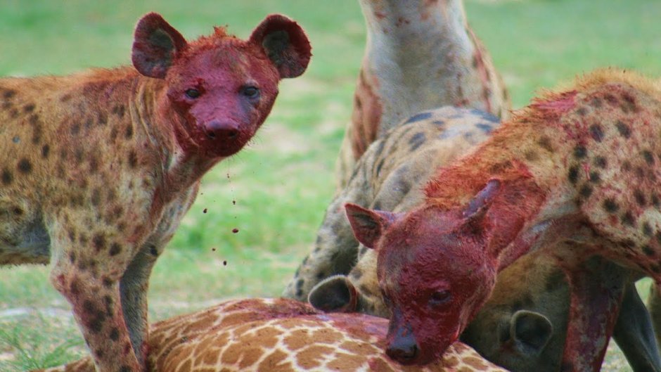 Африканский хищник падальщик