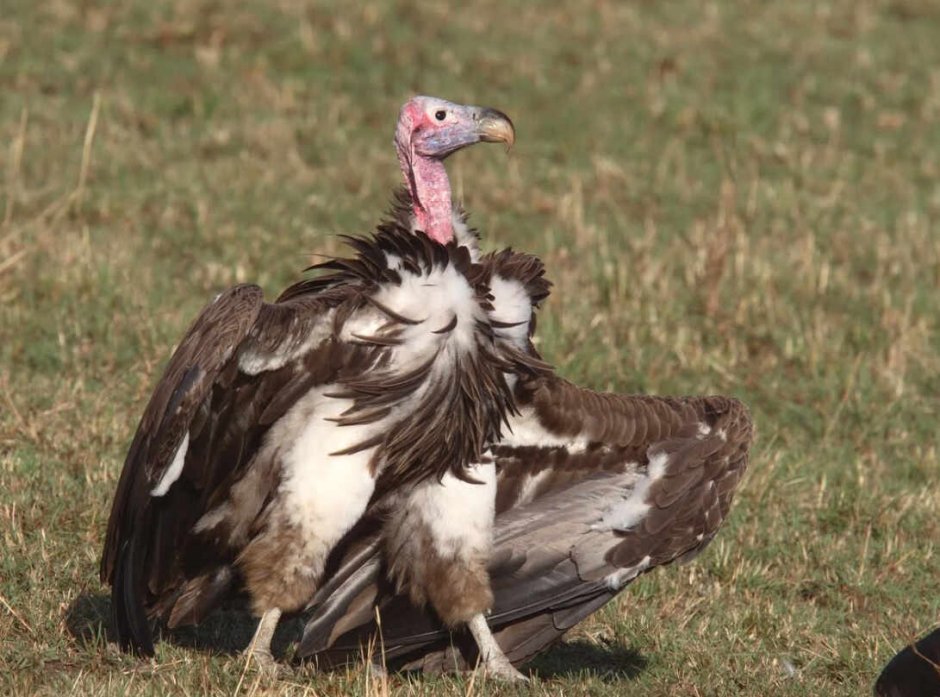Андский Кондор с человеком