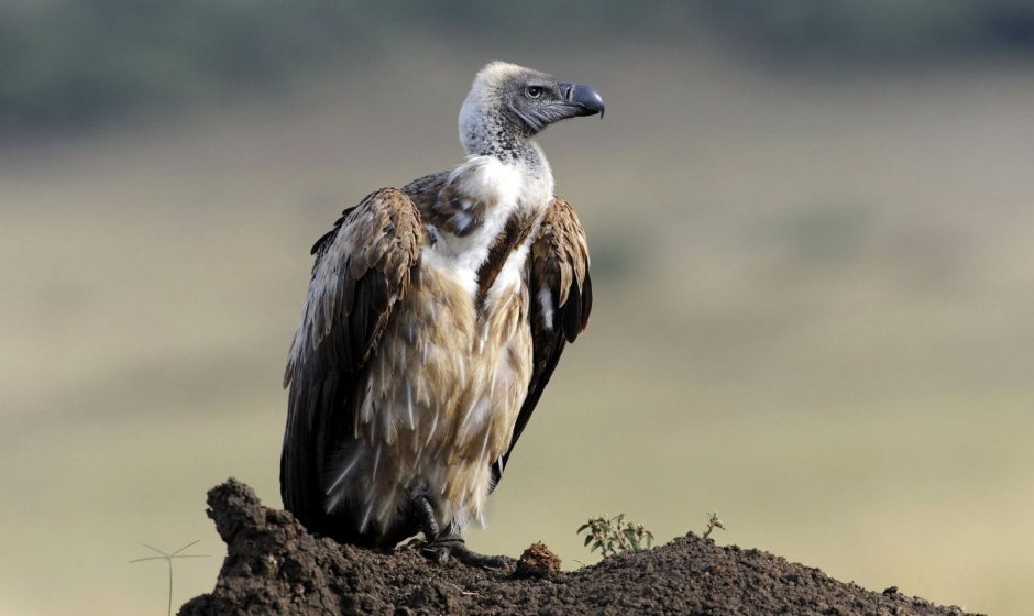 Падальщики степи