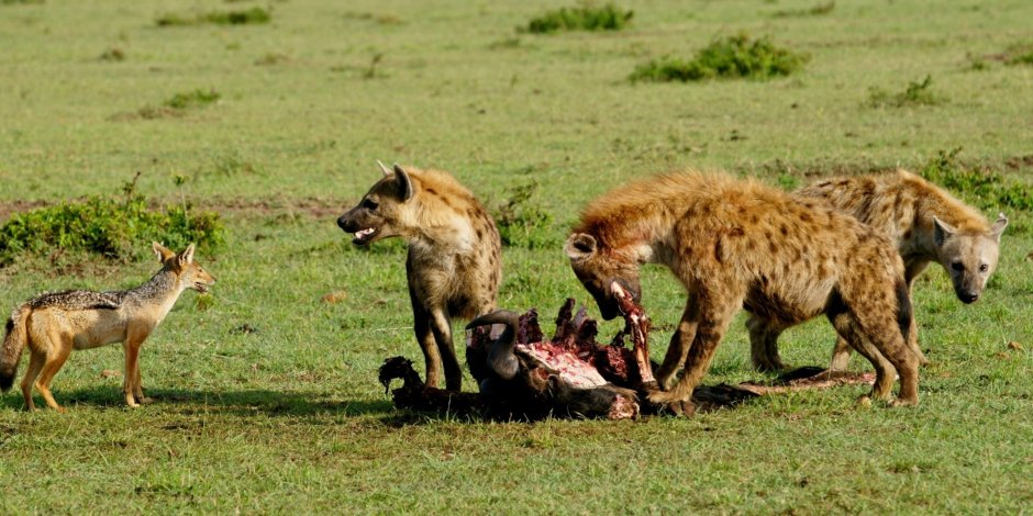 Птица Венесуэла падальщик