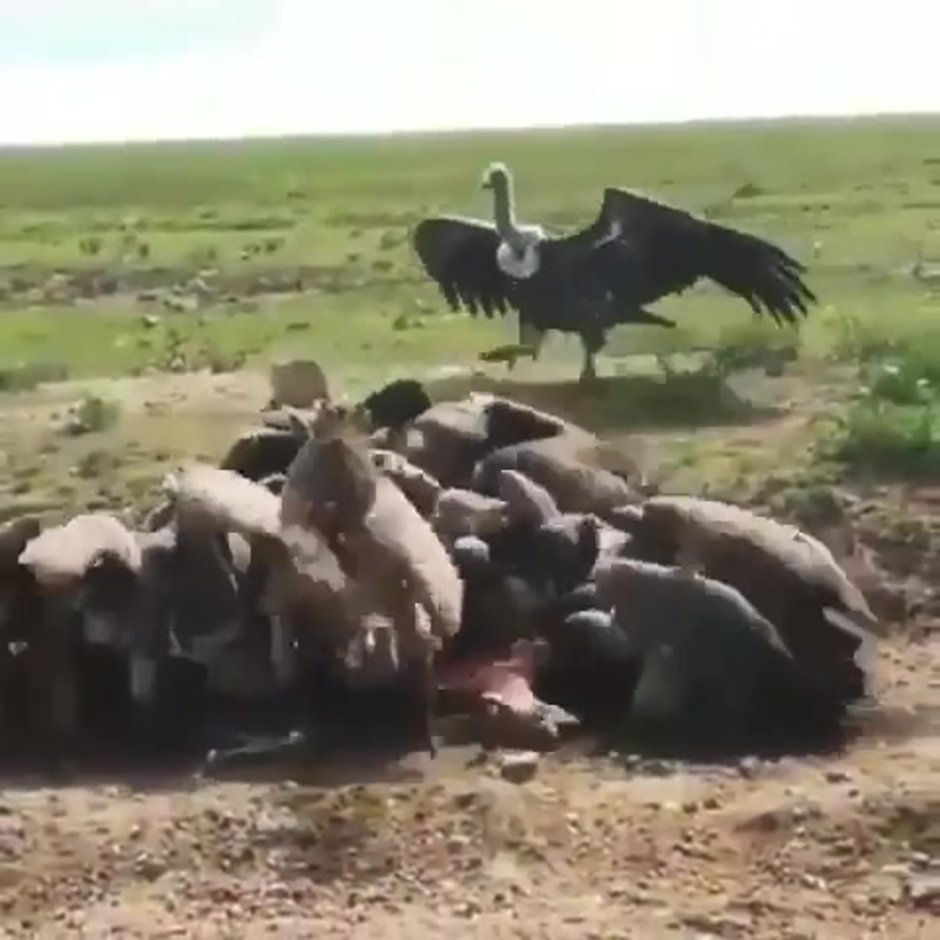 Дикие животные Африки гиена