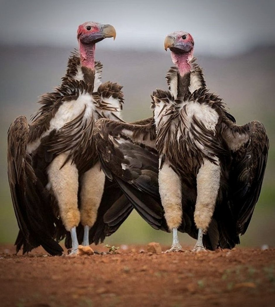 Африканская Саванна гиены