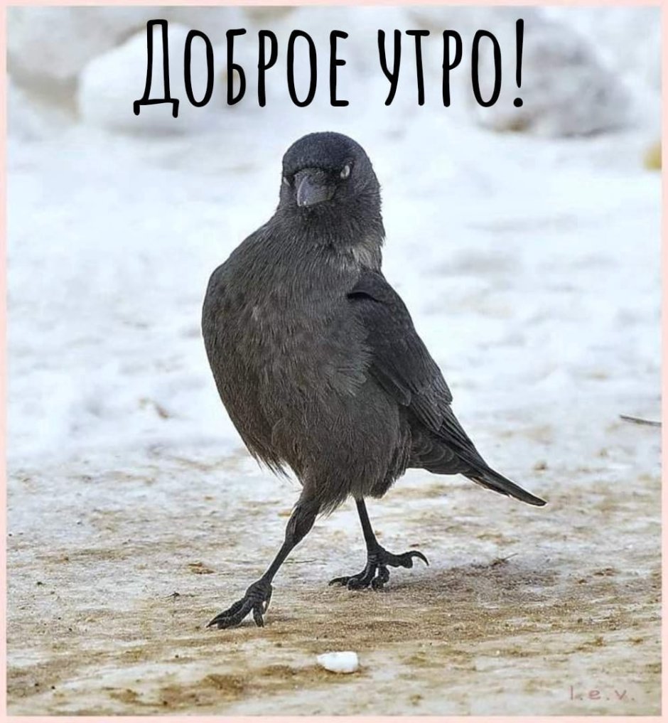 Ворона и Галка зимой