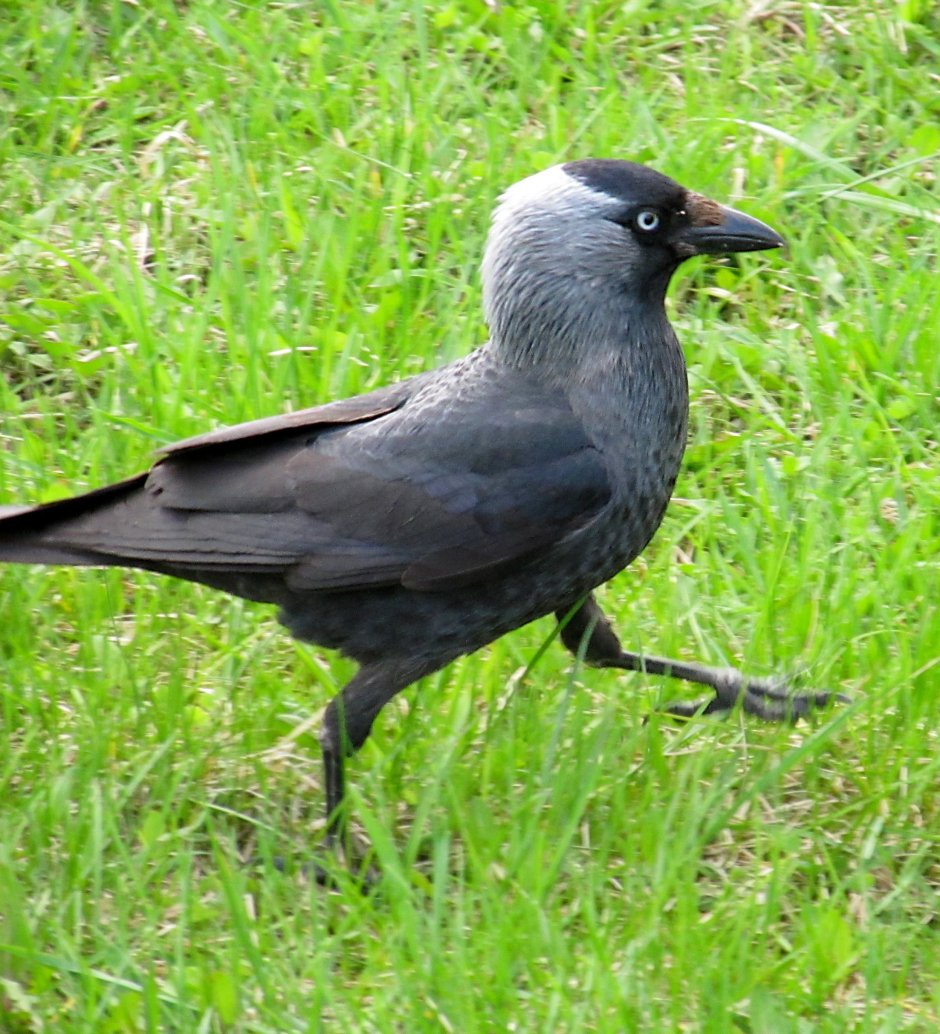 Кеме(Corvus monedula)