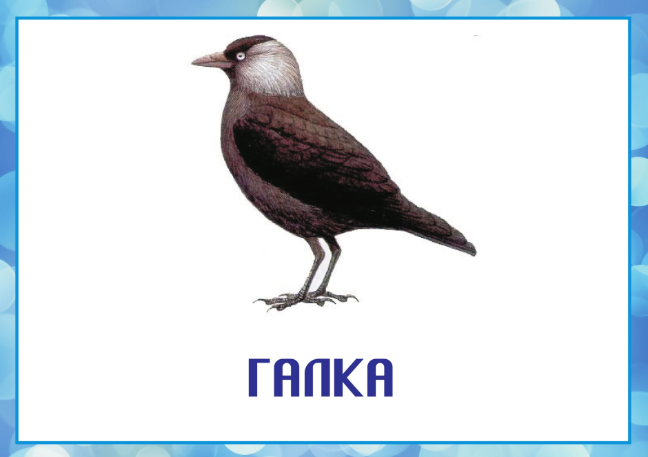 Галка птица
