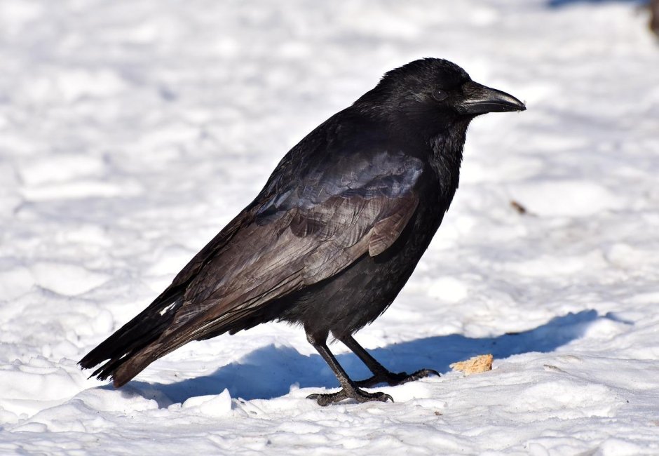 Га́лка (лат. Coloeus monedula, syn. Corvus monedula)