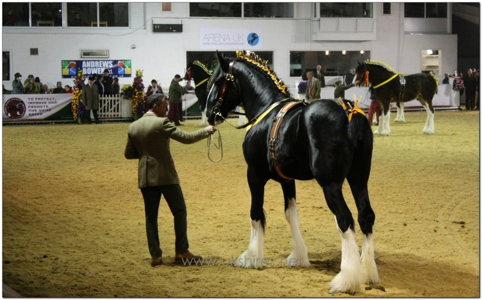 Shire Sabino Horse