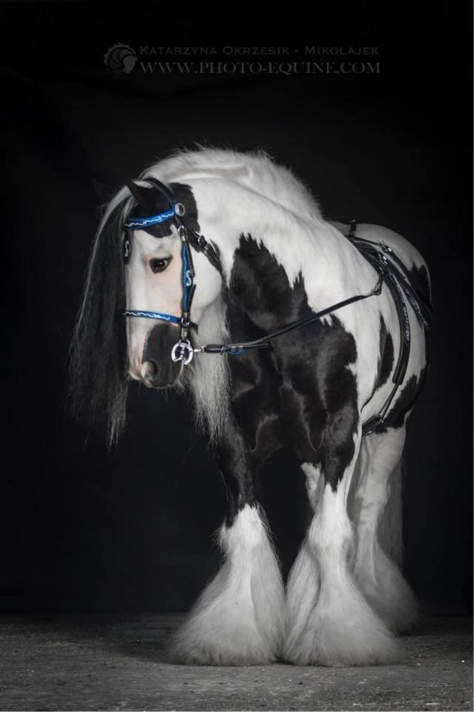 Пегий Шайр