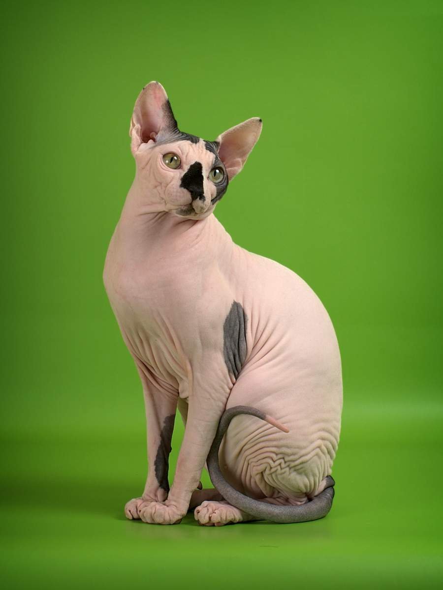 Сфинкс (порода кошек)