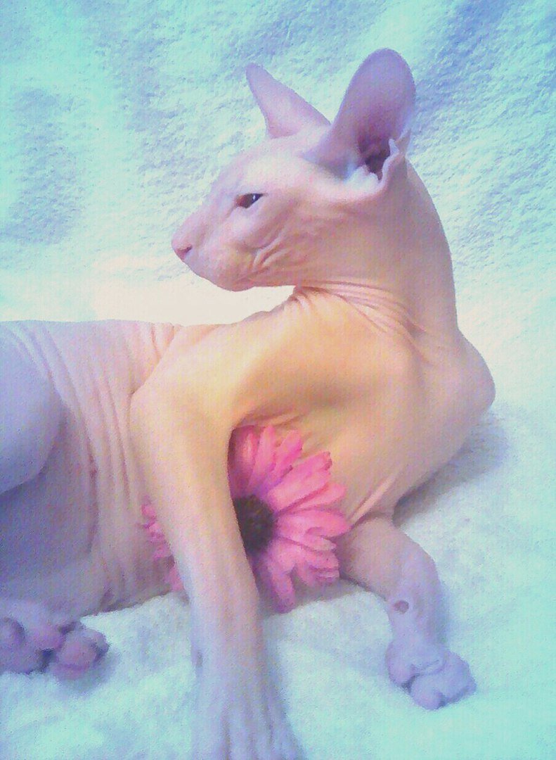 Киска без шерсти