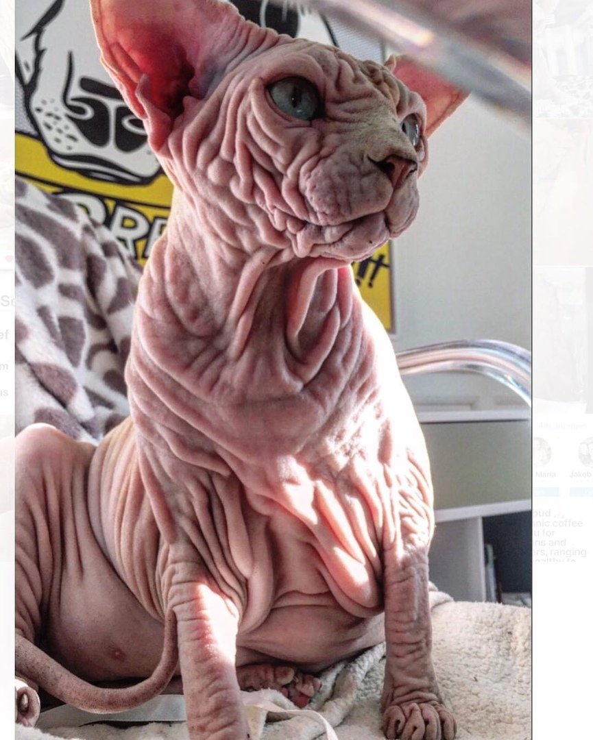 Сфинкс кошка морщинистая