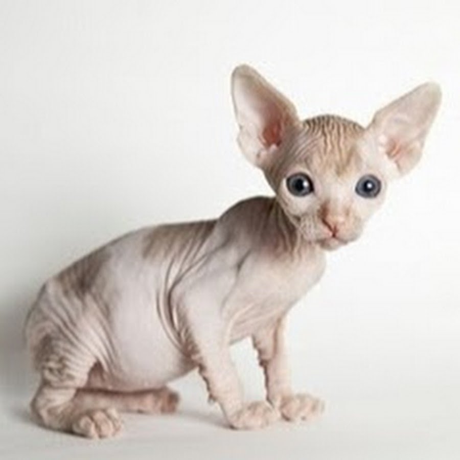 Сфинкс (порода кошек)