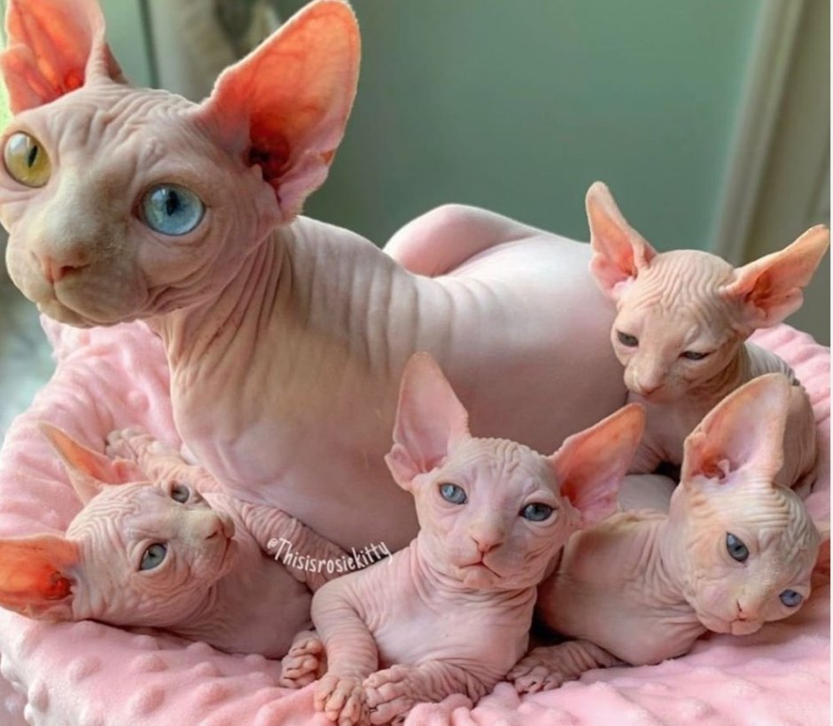 Канадский сфинкс маленький