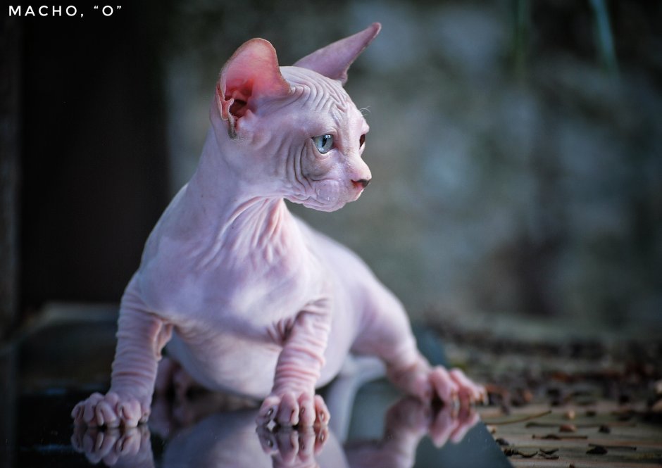 Киска без шерсти