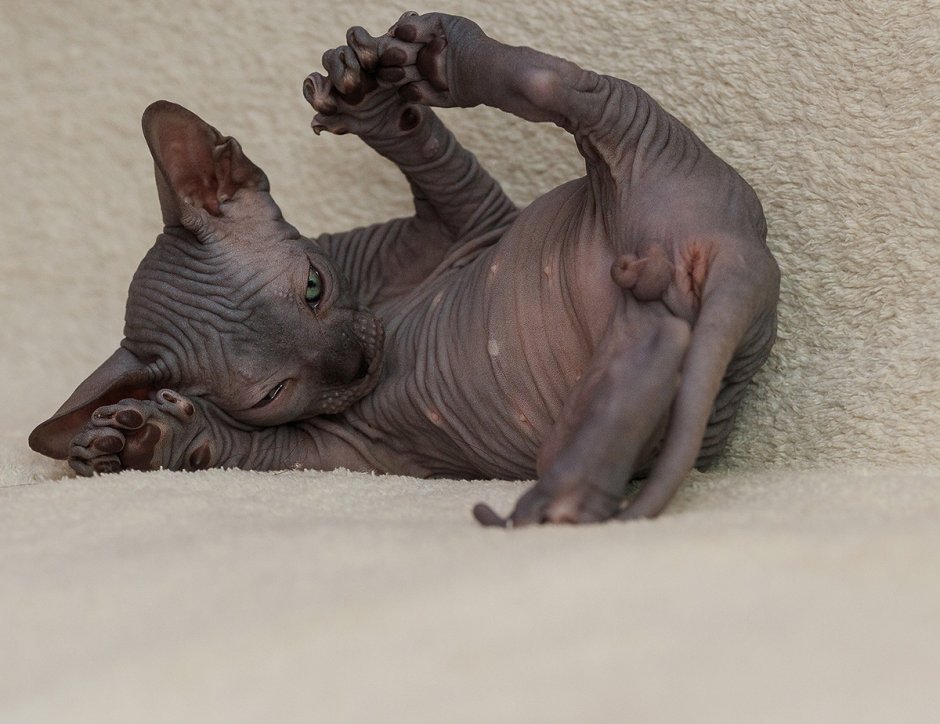 Канадский сфинкс лапы