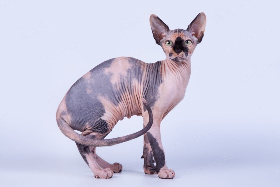 Милые сфинксы